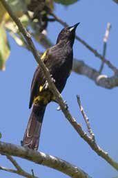 Black-cowled Oriole, Santo Tomás, Zapata Swamp, Cuba, February 2005 - click on image for a larger view