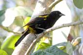 Black-cowled Oriole, Santo Tomás, Zapata Swamp, Cuba, February 2005 - click on image for a larger view