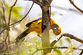 White-edged Oriole, Chaparri, Lambayeque, Peru, October 2018 - click for larger image