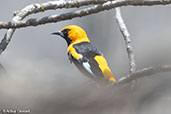 White-edged Oriole, Chaparri, Lambayeque, Peru, October 2018 - click for larger image