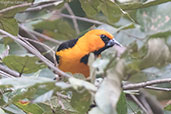 Altamira Oriole, Copan Ruinas, Honduras, March 2015 - click for larger image