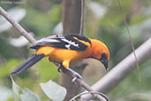 Altamira Oriole, Copan Ruinas, Honduras, March 2015 - click for larger image