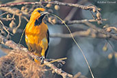 Altamira Oriole, Cuero y Salado, Honduras, March 2015 - click for larger image