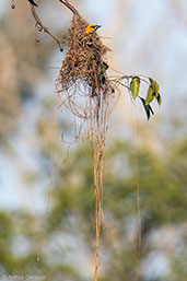 Altamira Oriole, Cuero y Salado, Honduras, March 2015 - click for larger image