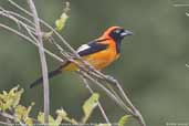 Orange-backed Troupial, Pantanal, Mato Grosso, Brazil, December 2006 - click for larger image