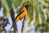 Orange-backed Troupial, Pantanal, Mato Grosso, Brazil, December 2006 - click for larger image