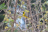 Yellow-tailed Oriole, Jaen, Cajamarca, Peru, October 2018 - click for larger image