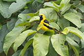 Yellow-tailed Oriole, Rio Silanche, Pichincha, Ecuador, November 2019 - click for larger image