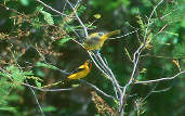 Yellow Oriole, Roraima, Brazil, July 2001 - click for larger image