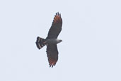 Plumbeous Kite, Carajás, Pará, Brazil, October 2005 - click for larger image