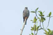 Plumbeous Kite, Isla de Marajó, Pará, Brazil, November 2005 - click for larger image