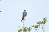 Plumbeous Kite, Isla de Marajó, Pará, Brazil, November 2005 - click for larger image