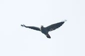 Plumbeous Kite, Isla de Marajó, Pará, Brazil, November 2005 - click for larger image