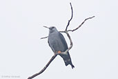 Plumbeous Kite, Tikal, Guatemala,March 2015 - click for larger image