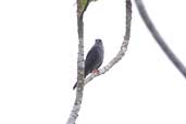 Plumbeous Kite, Thaimaçu, Pará, Brazil, April 2003 - click for larger image