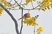 Orchard Oriole, Pico Bonito, Honduras, March 2015 - click for larger image