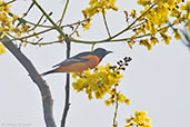 Orchard Oriole, Pico Bonito, Honduras, March 2015 - click for larger image