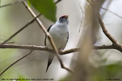 Male Pin-tailed Manakin, Boa Nova, Bahia, Brazil, October 2008 - click for larger image