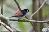 Male Pin-tailed Manakin, Boa Nova, Bahia, Brazil, October 2008 - click for larger image