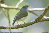 Female Pin-tailed Manakin, Camacã, Bahia, Brazil, November 2008 - click for larger image