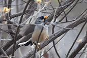 Buff-bridled Inca-finch, Abra Calla Calla, Amazonas, Peru, October 2018 - click for larger image