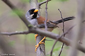 Buff-bridled Inca-finch, Abra Calla Calla, Amazonas, Peru, October 2018 - click for larger image