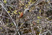 Rufous-backed Inca-finch, Abra Gavilan, Cajamarca, Peru, October 2018 - click for larger image