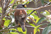 Rufous-backed Inca-finch, Abra Gavilan, Cajamarca, Peru, October 2018 - click for larger image