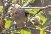 Rufous-backed Inca-finch, Abra Gavilan, Cajamarca, Peru, October 2018 - click for larger image