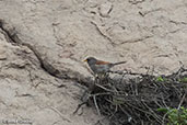 Rufous-backed Inca-finch, Cerro Campana, La Libertad, Peru, October 2018 - click for larger image