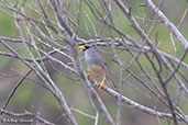 Little Inca-finch, Bagua, Amazonas, Peru, October 2018 - click for larger image