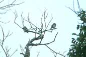 White-browed Purpletuft, Carajás, Pará, Brazil, January 2002 - click for larger image