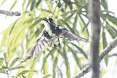 White-browed Purpletuft, Sani Lodge, Sucumbios, Ecuador, November 2019 - click for larger image