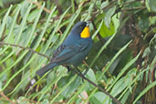 Purplish-mantled Tanager, Montezuma, Tatamá, Risaralda, Colombia, April 2012 - click for larger image