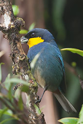 Purplish-mantled Tanager, Montezuma, Tatamá, Risaralda, Colombia, April 2012 - click for larger image