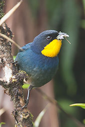 Purplish-mantled Tanager, Montezuma, Tatamá, Risaralda, Colombia, April 2012 - click for larger image