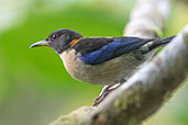 Golden-collared Honeycreeper, Amagusa Reserve, Pichincha, Ecuador, November 2019 - click for larger image