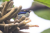 Golden-collared Honeycreeper, Wildsumaco Lodge, Napo, Ecuador, November 2019 - click for larger image