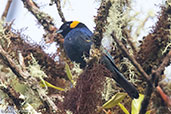 Yellow-scarfed Tanager, Abra Patricia, San Martin, Peru, October 2018 - click for larger image