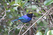 Golden-crowned Tanager, Yanacocha, Pichincha, Ecuador, November 2019 - click for larger image