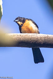 Yellow-crested Tanager, Cordillera Escalera, San Martin, Peru, September 2018 - click for larger image