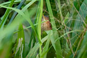 Least Bittern, Sani Lodge, Sucumbios, Ecuador, November 2019 - click for larger image