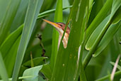 Least Bittern, Sani Lodge, Sucumbios, Ecuador, November 2019 - click for larger image