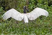 Jabiru, Pantanal, Mato Grosso, Brazil, December 2006 - click for larger image