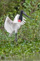 Jabiru, Pantanal, Mato Grosso, Brazil, December 2006 - click for larger image