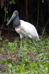 Jabiru, Pantanal, Mato Grosso, Brazil, December 2006 - click for larger image