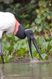 Jabiru, Pantanal, Mato Grosso, Brazil, December 2006 - click for larger image