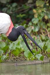 Jabiru, Pantanal, Mato Grosso, Brazil, December 2006 - click for larger image