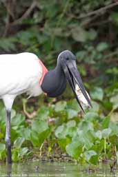 Jabiru, Pantanal, Mato Grosso, Brazil, December 2006 - click for larger image