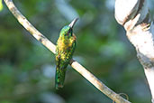 Great Jacamar, Sani Lodge, Sucumbios, Ecuador, November 2019 - click for larger image